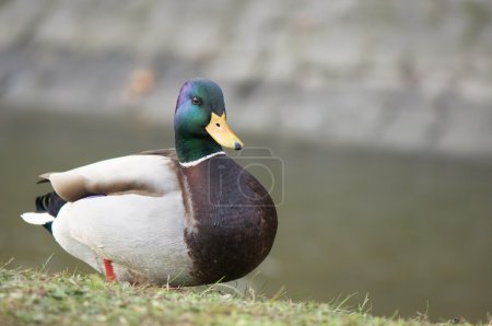 Canard colvert 