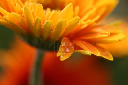 Gros plan de gerbera de marguerite jaune avec des gouttes d'eau 