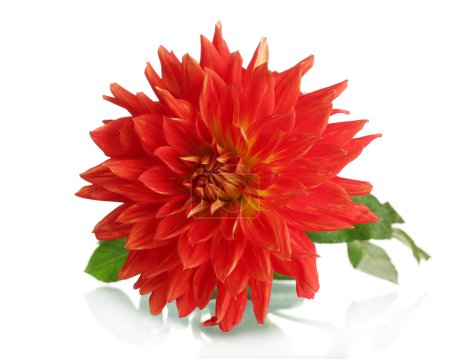 fleur de dahlia rouge isolée sur blanc