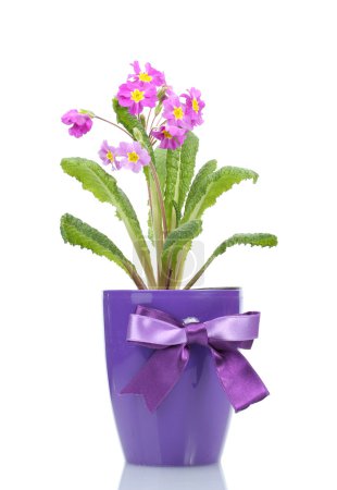 Belle onagre violette dans un pot isolé sur blanc 