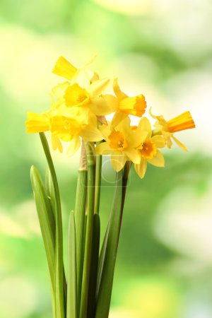 belles jonquilles jaunes sur fond vert 