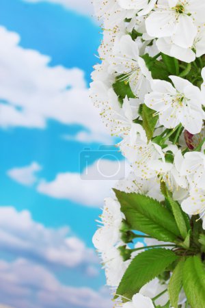 belle fleur de cerisier sur fond bleu ciel 
