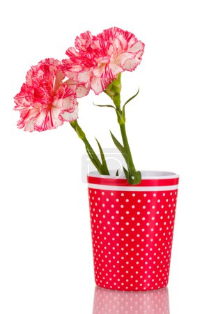 Belles oeillets en tasse rouge isolé sur blanc 