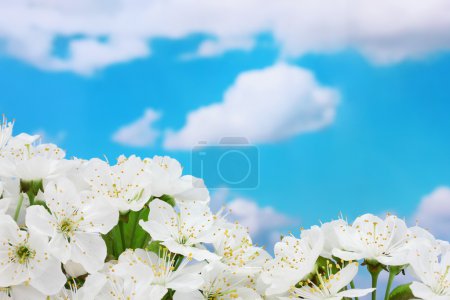 belle fleur de cerisier sur fond bleu ciel 