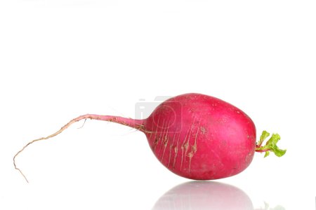 radis frais isolés sur blanc