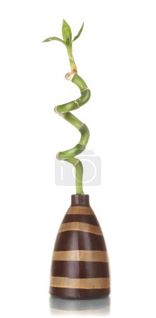 beau bambou vert en vase rayé isolé sur blanc 