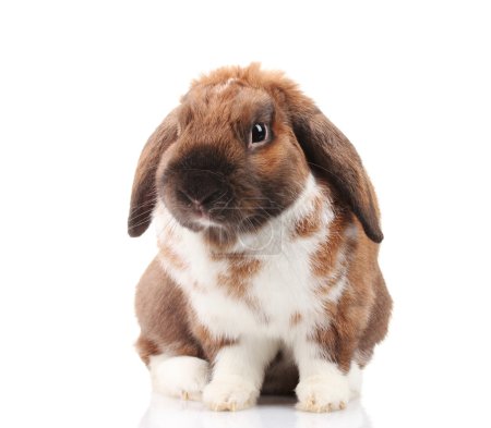 Lapin à oreilles nues isolé sur blanc 
