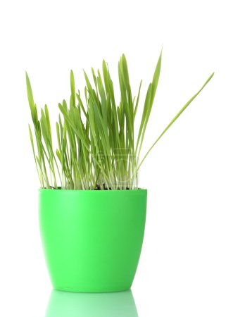 belle herbe dans un pot de fleurs isolé sur blanc 