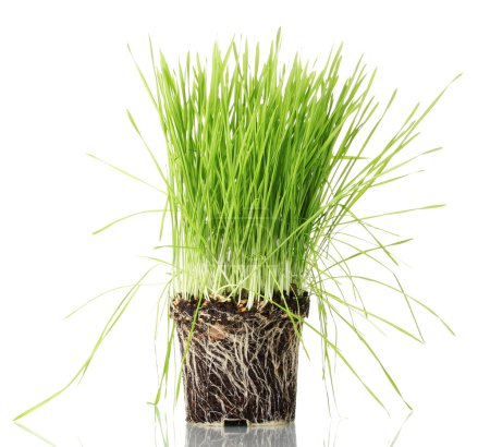 Herbe verte avec la terre isolée sur blanc 