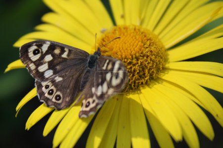 mariposa