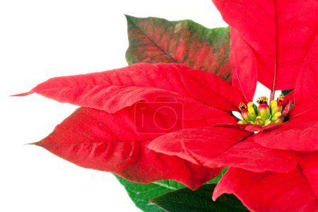 Gros plan Poinsettia fleur 