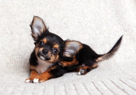chihuahua a