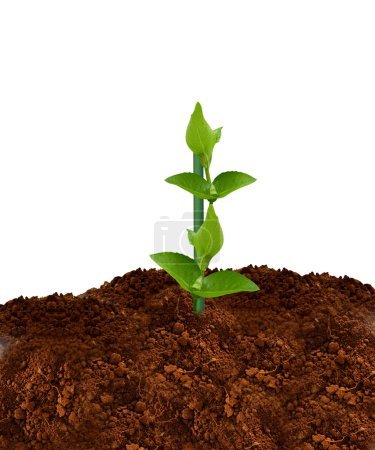 Plante verte 