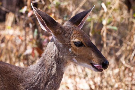 Gros plan sur la gazelle des subventions 