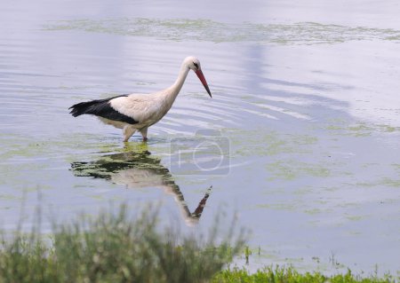 Cigogne blanche .
