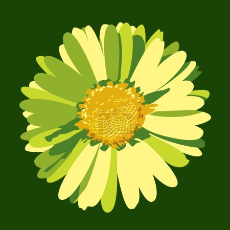 Illustration de fleurs de marguerite. Contexte vectoriel .