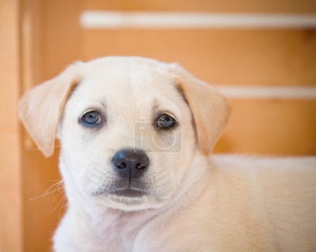 Chiot du Labrador 