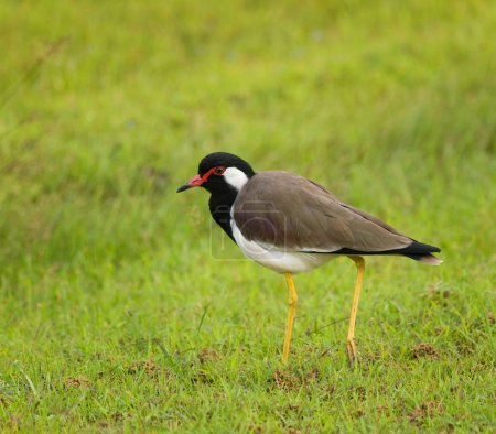 Vanille à pattes rouges - Vanellus indicus lankae 