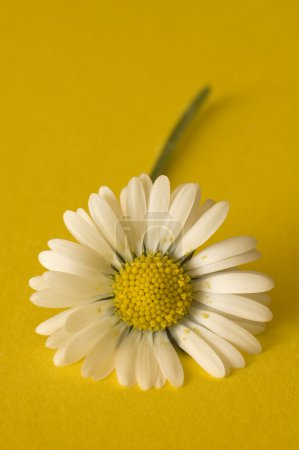 marguerite