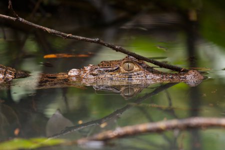 Caiman tête hors de l'eau 