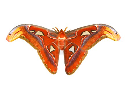 Papillon géant 