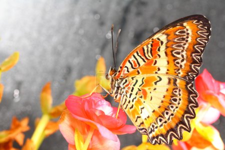 Papillon