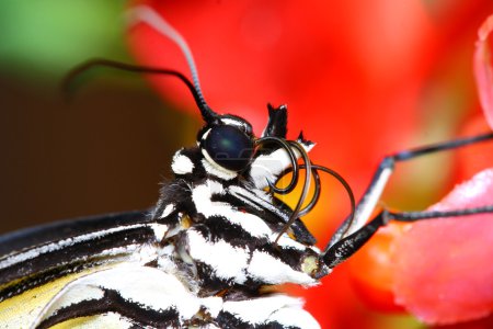 Schmetterling