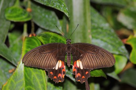 Papillon