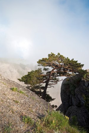 "Pin dans les rochers contre les nuages blancs. Fleurs sauvages sur les pierres "