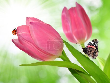 Tulipe avec papillon et coccinelle 