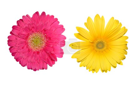 Gerbera colorée isolée 