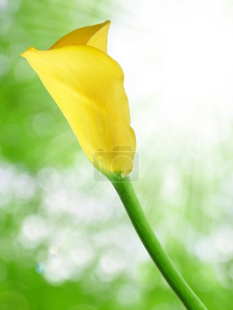 Calla jaune 