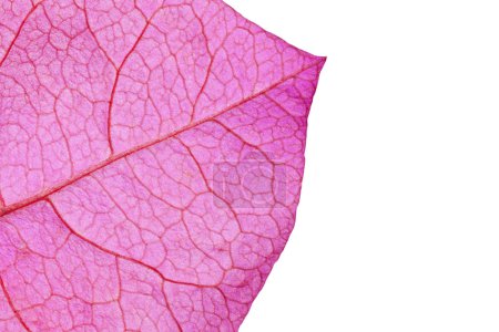 Macro extrême feuille de Bougainvillea 