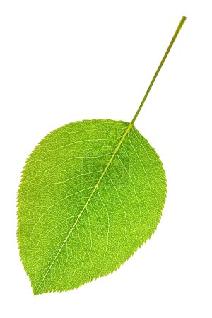 Feuille de poire 
