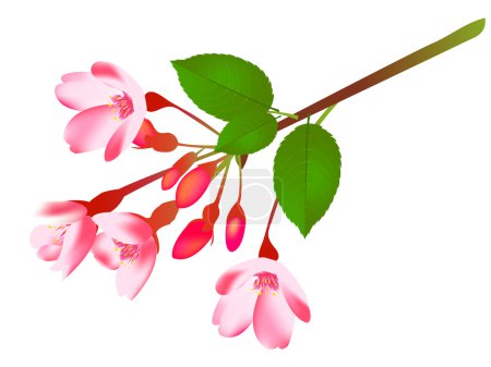 Fleurs de cerisier