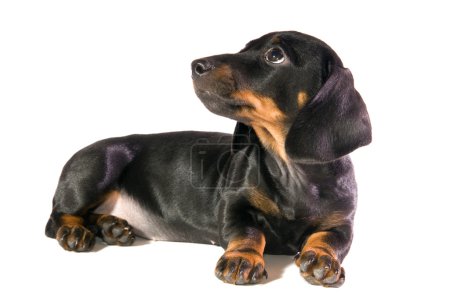 Le chien regarde vers le haut 