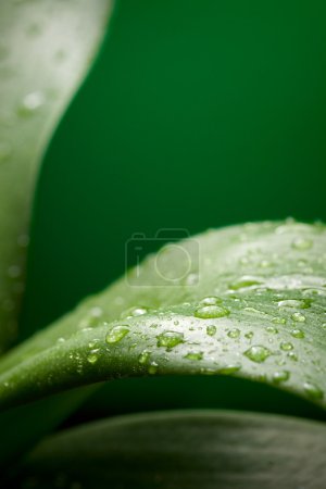 Grandes feuilles 