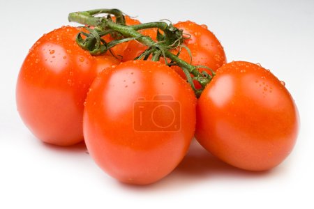 tomates sur la branche