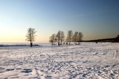 paysage hivernal avec arbres