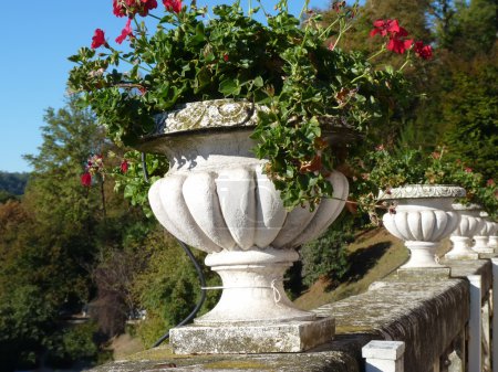 Un pot de géraniums 