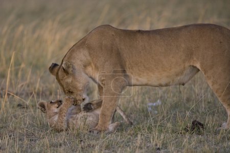 Lionne et ourson dans le Masai Mara - Kenya 
