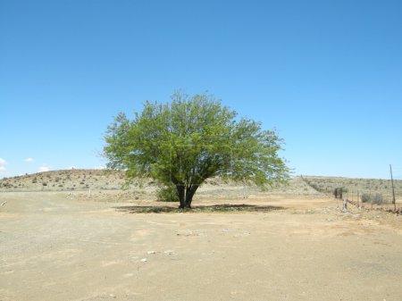 Un seul arbre dans le désert 