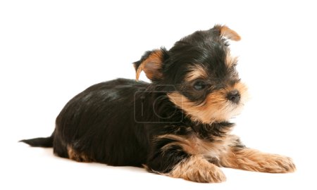 Yorkshire chiot terrier 
