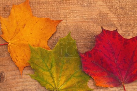 Feuilles d'érable 
