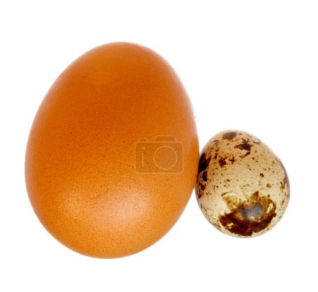 Oeufs de Broun 