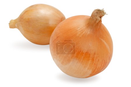 Oignon frais isolé sur blanc 