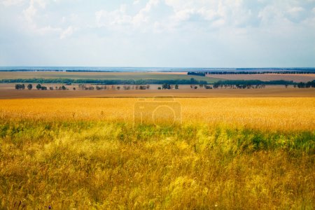 Herbes vertes prairies et champs paysage 