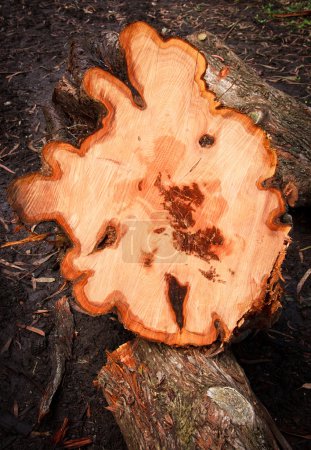 souche d'arbre 
