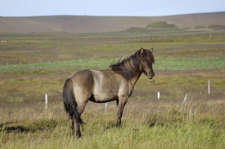 Cheval islandais .