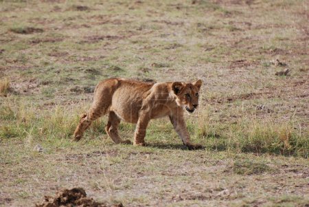 Jeune lion 
